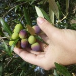 oliva arbequina
