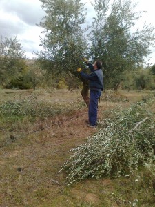 Joan podant les oliveres